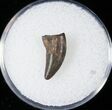 Raptor (Dromaeosaur) Tooth - Judith River #14793-1
